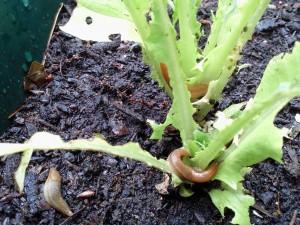 slugs eating lettuce plant